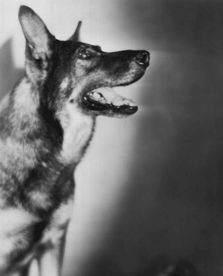 Rin-Tin-Tin portré